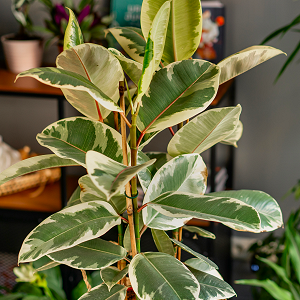 Ficus Rubber Tree